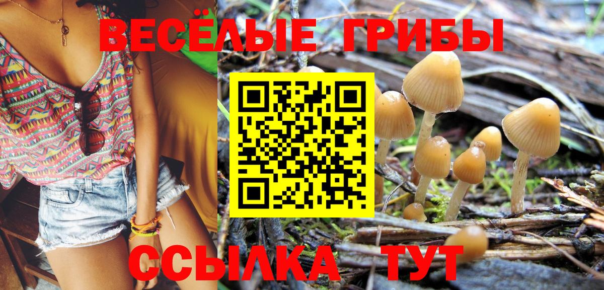 Псилоцибиновые грибы Psilocybe Славгород